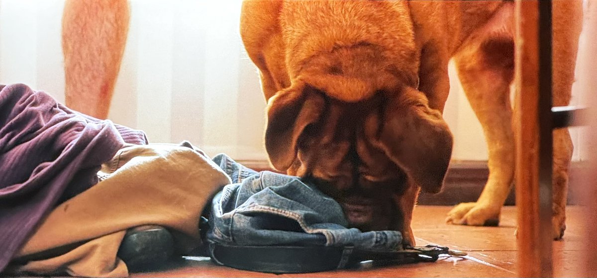 RobLederer_'s tweet image. Cute dog. What could possibly go wr—

#TheLastDriveIn #MutantFam @kinky_horror @therealjoebob @Shudder #Nightmareathon #WhenEvilLurks