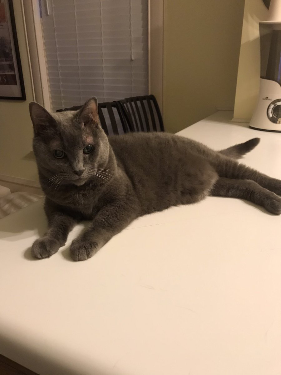 Rest In Peace, Rosie. Words can’t express how much I love you and how much I miss you. You were one of the sweetest cats I’ve ever had, and I’ll never forget the 17 years of happy memories we have together. See you when my time comes. Love you forever and always, My Rosie. ❤️💙🐈