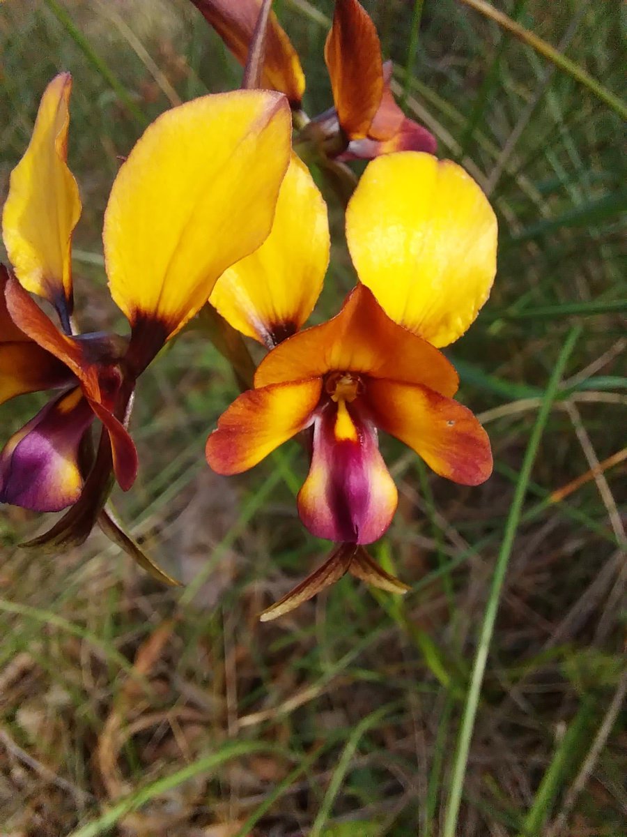DanielaSkakka's tweet photo. The purple pea plant is in bloom! Hardenbergia comptoniana, indicates the orchid season in SW Australia! A magnet species that attracts many #nativebees, benefiting the pollination donkey #orchids around!
#ecologicalindicators
#ozplants #ozflora #nativeplants #waflora @aromatisi https://t.co/xqAgjx6IG1