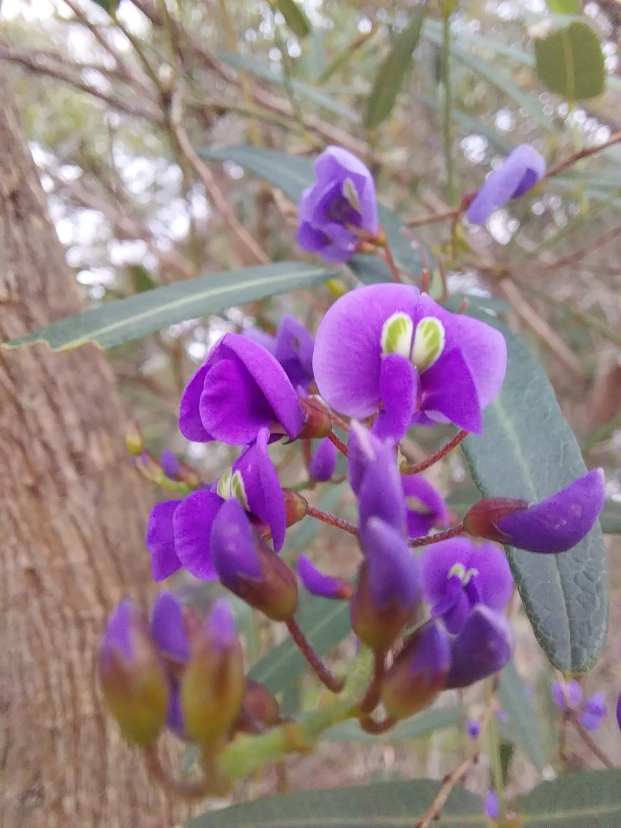 DanielaSkakka's tweet photo. The purple pea plant is in bloom! Hardenbergia comptoniana, indicates the orchid season in SW Australia! A magnet species that attracts many #nativebees, benefiting the pollination donkey #orchids around!
#ecologicalindicators
#ozplants #ozflora #nativeplants #waflora @aromatisi https://t.co/xqAgjx6IG1