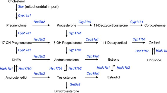kolla_bharathi's tweet image. Most important ! 
Comment Presentations of the following defficiencies
#medtwtitter
#endotwitter 
1) 3b hsd 2 
2) por 
3)17 alpha hydroxylase 
4)21alpha hydroxylase 
5) 11 beta hydroxylase 
5) scc 
6) star