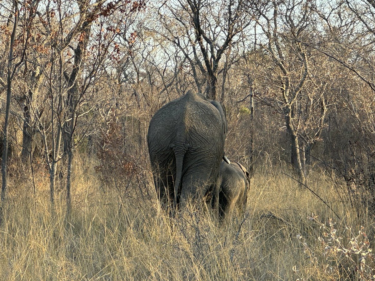 “Hot on the heels of World Elephant Day, Namibia announced that it plans to hunt and kill 723 wild animals, including 83 elephants, and to distribute the meat to people because of the severe drought. PREN argues that Namibia’s plans are counterintuitive.
proelephantnetwork.org/2024/08/30/nam…