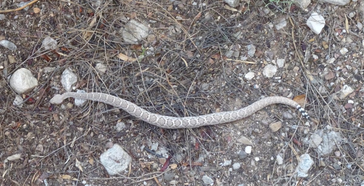 Ellen Riloff tweet media