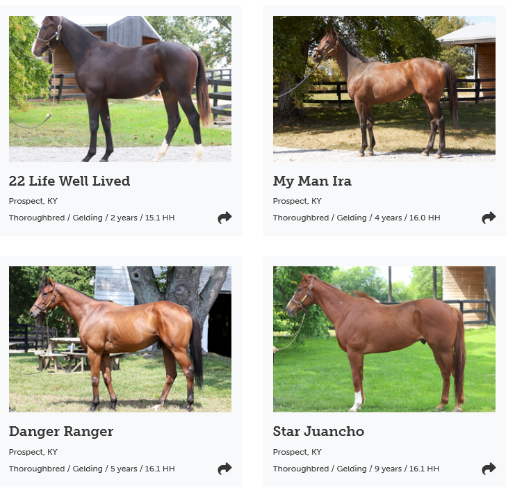 i love looking at horse adoption listings