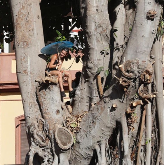 salvatusarboles's tweet photo. El ficus de San Jacinto ha muerto.

Siguen vivas la ignorancia, la prepotencia, el espanto de la arrogancia.

Triunfó la soberbia, la mentira, el infernal ruido de la motosierra.

Murió la belleza.

Benditos sean todos lo que estuvieron a su lado. https://t.co/3VT53kfiY8