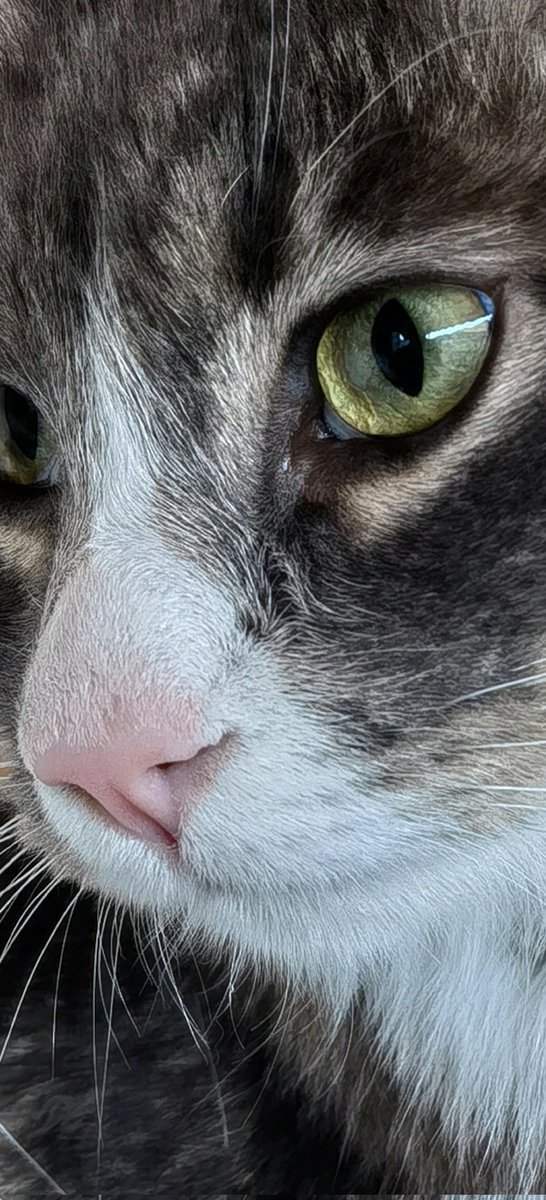 fabrizio_degni's tweet photo. Jack captured by #Huawei #P50Pro with #Kirin9000 and #HarmonyOS4.
The Kirin9000 and its #ISP has still a lot to saying. 

#cats #cute https://t.co/7w601UCP8F