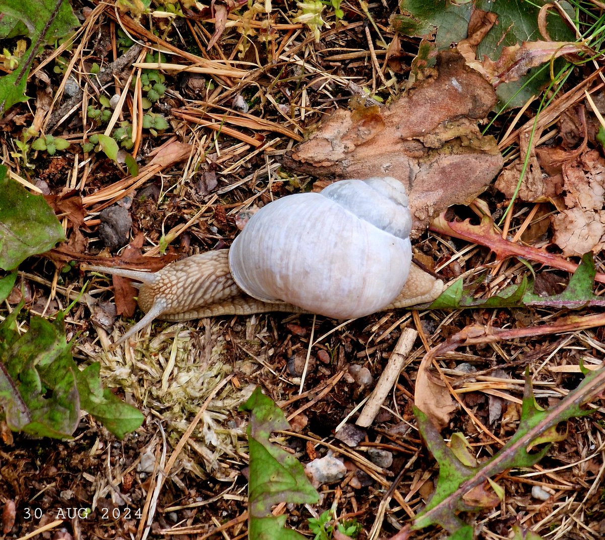 IDadzkov's tweet photo. Copse snail. Улитка древесная.
#nature #summer #mollusks #CopseSnail #MollusksPhoto https://t.co/XyXgniZJ8L