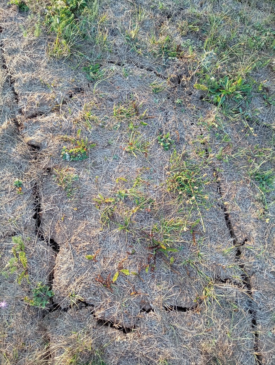 TaVu10's tweet photo. Pukotine sušenja tla u Lici jutros. Nisu plitke...
#suša #drought https://t.co/JzLzmrh7wa
