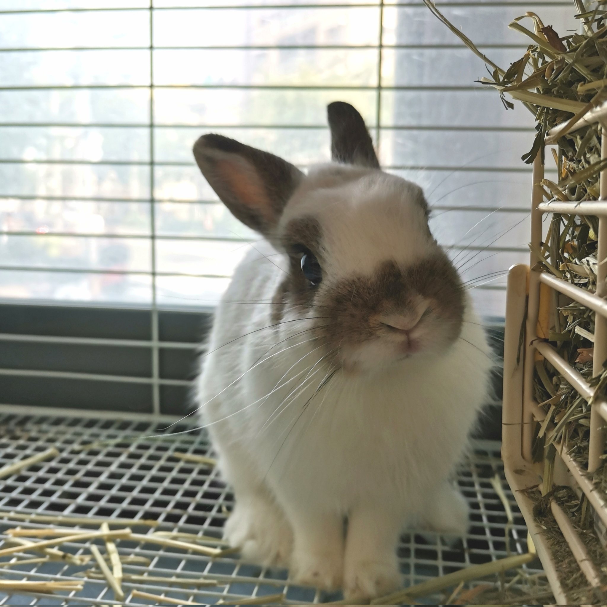 うさぎショップ LoveRabbit على X: うさぎショップ LoveRabbit على X: