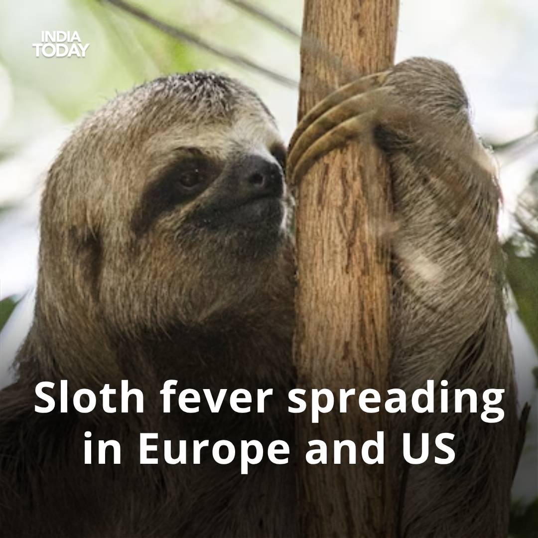 IndiaToday's tweet photo. A rare virus known as "sloth fever" has been identified in 21 travellers returning to the U.S. from Cuba, according to the US Centers for Disease Control and Prevention (CDC).

Read more: https://t.co/uFd3GOq7Gw

#virus #health #disease #slothfever | @daphneclarance https://t.co/QLPsWXcQmc