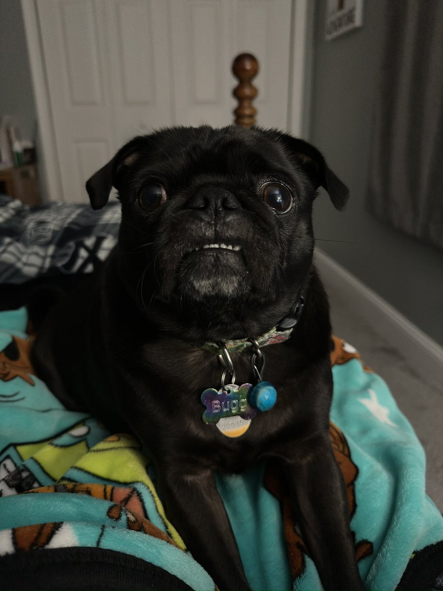 gunner5113's tweet photo. @wjwheeler54 Look at Barbie……such a doll….here’s my girl “Bugg The Pug.” She’s 4 now. Hard to believe she’s 4 https://t.co/afrXaBgq4n