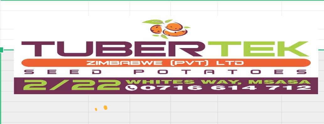 tubertek's tweet image. Sprouted certified potato seed in stock. 

Buy your seed in time.