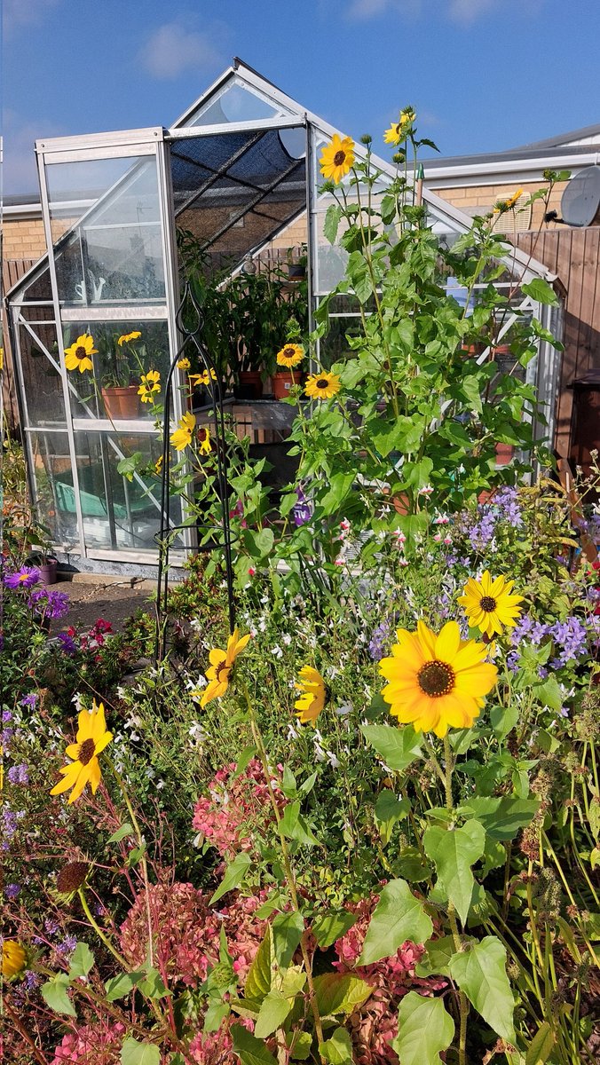 Still a lot of colour in the garden (and a greenhouse full of peppers and chillis 🌶 😋) #GoodNewsSaturday