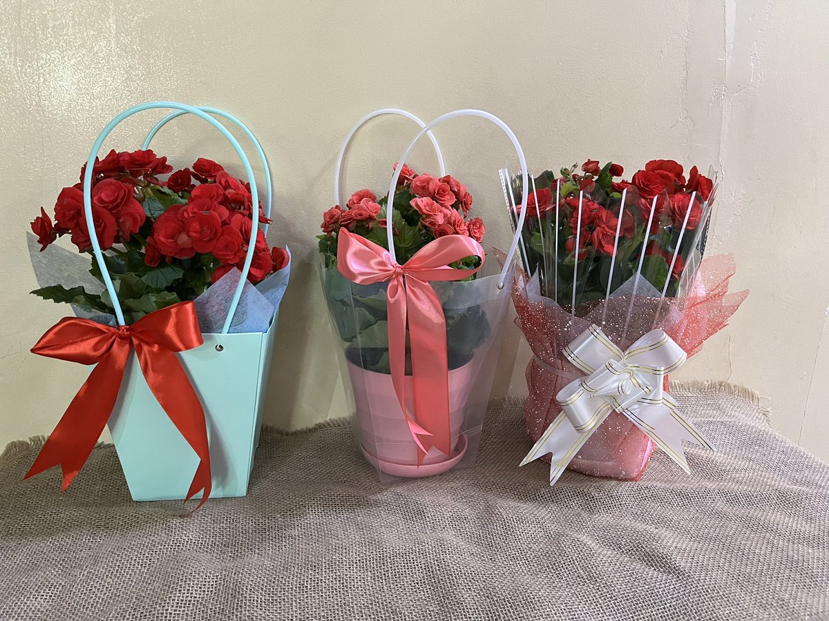 Хайтан цэцэгс жишээ нь ийм боолтын сонголттой байж болж байна🥰
Тасалгааны олон наст таримал цэцэг.

Савнаас шалтгаалаад 30000-35000төг