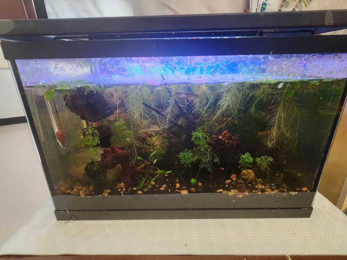 Kdmcarthur11's tweet image. The #LLC at @JamesArdielElem is all set up and ready to greet students on Tuesday. New books displayed. Library fish tank set up.  Excited to meet all the new faces.
#sd36tl #sd36learn #NewSchoolYear #NewBeginnings