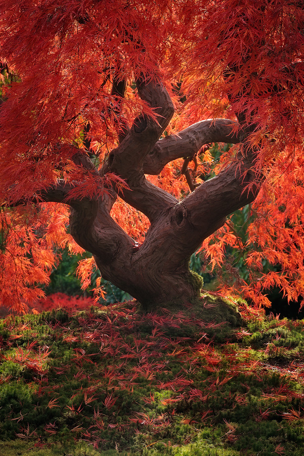 JasonAMyers's tweet photo. Dragon Tree, Japanese Garden, Portland, Oregon #DragonTree #JapaneseGarden #Portland #Oregon https://t.co/go5W0o7Dkr https://t.co/m5N47dUYGP