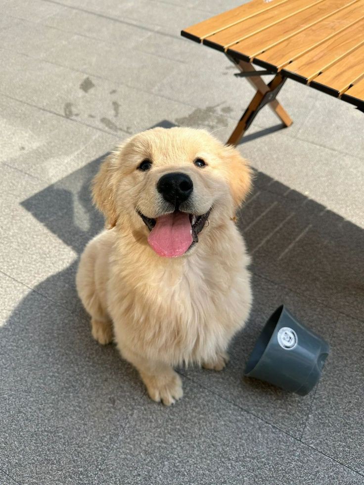 puppies_video's tweet photo. https://t.co/bQq3RknqkN