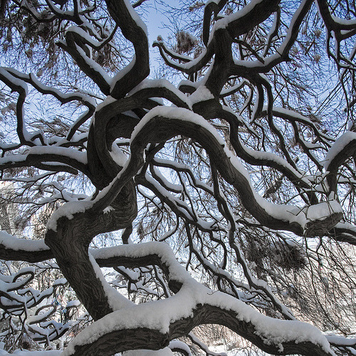 JasonAMyers's tweet photo. Snow Tree, Upper Dublin, Pennsylvania #SnowTree #UpperDublin #Pennsylvania https://t.co/FEjrAFo4Ea https://t.co/0ZKtxqXha2