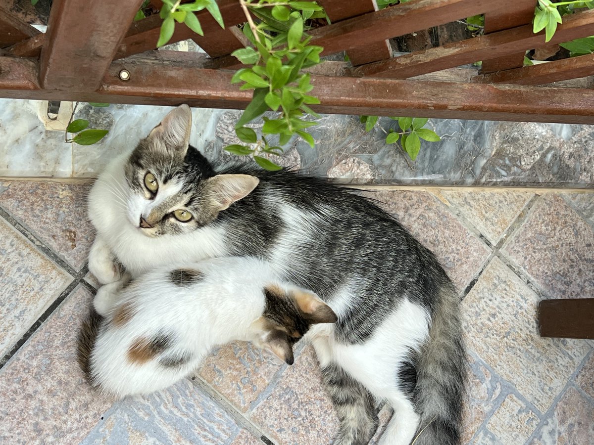 Alpjuan1's tweet photo. Günaydın; insan olabilmiş vicdan sahibi, vatansever ve Atatürkçü canlar… https://t.co/Z2tF7WuZPT