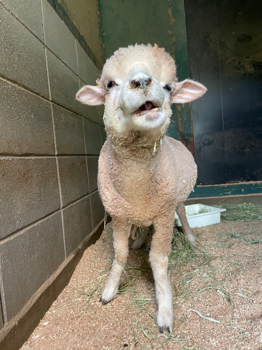 englandhill_zoo's tweet photo. 29日の夜には猛烈な豪雨が降った南あわじ市ですが、おかげさまで動物たちも皆無事で元気に過ごしています⊂((・⊥・))⊃
#ひつじ #ひまり https://t.co/lsJnbLoFnS
