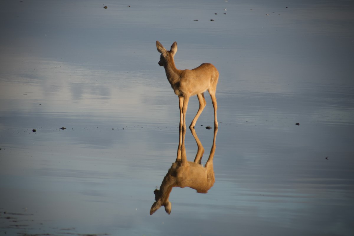 BBC Scotland News (@bbcscotlandnews) on Twitter photo Bob Black had some early morning reflections at the Musselburgh lagoons
You can see more great images from around Scotland here โก๏ธ bbc.in/3Z6cjjI
Send us more of your shots to scotlandpictures@bbc.co.uk Bob Black had some early morning reflections at the Musselburgh lagoons
You can see more great images from around Scotland here โก๏ธ bbc.in/3Z6cjjI
Send us more of your shots to scotlandpictures@bbc.co.uk