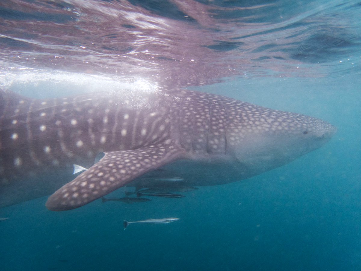 John Oates tweet media