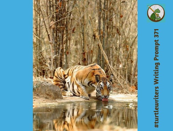 RosettaYorke's tweet image. Show what you can do #turtlewriters! Use this writing prompt image to inspire you, or reply with a few lines from your WIP if you prefer!

Or a drawing...or anything creative that you've been doing recently.

Stay safe &amp;amp; well, my friends.  🙂 🐢 ❤️🍀 #WritingCommunity #amwriting