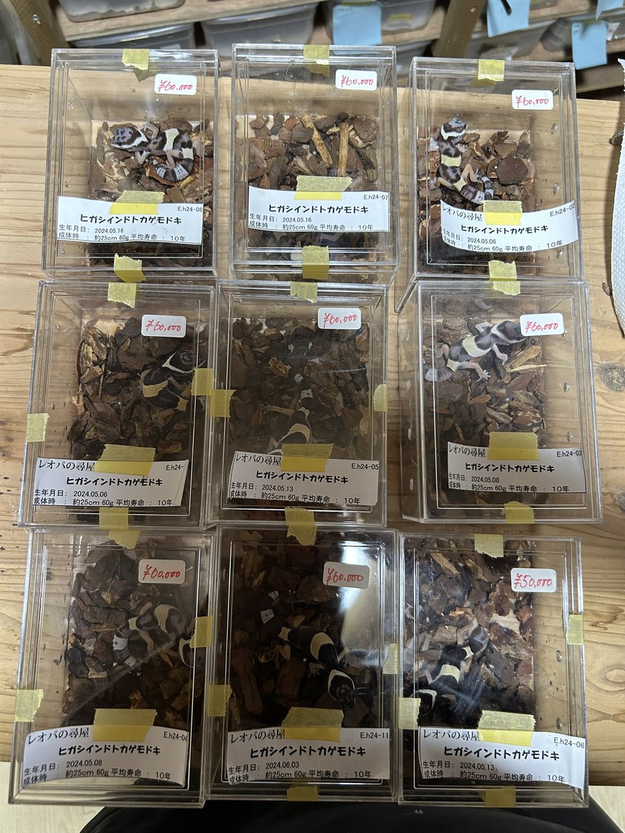 みんな遊びにきてね！

#ゲコマ #geckomarket #ゲッコーマーケット