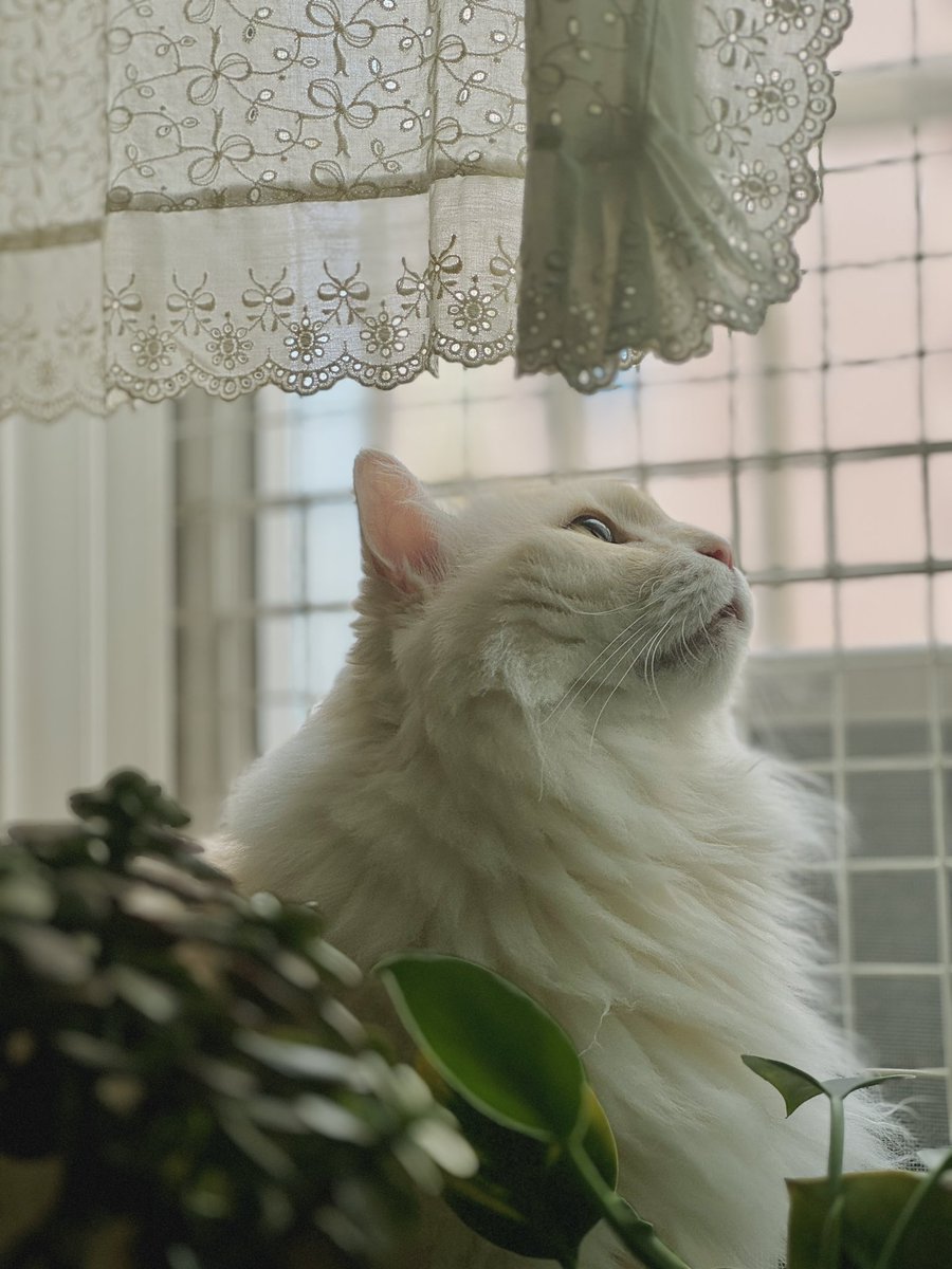 요정미🌱