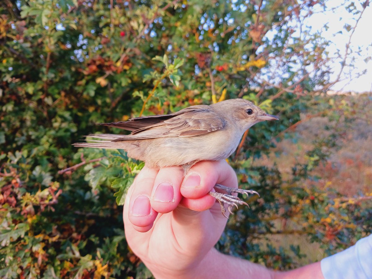alanball101's tweet photo. First bird of the autumn ringed at Anderby this morning was this really smart Barred Warbler! https://t.co/6aHH53Mnqk