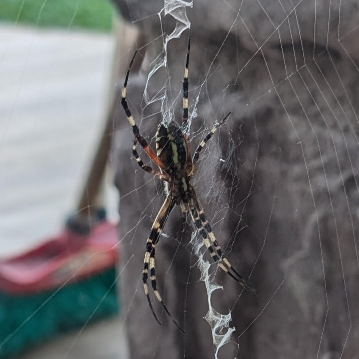 – ¿Gato?
– No, araña.

¿O cómo era el chiste? 🤔