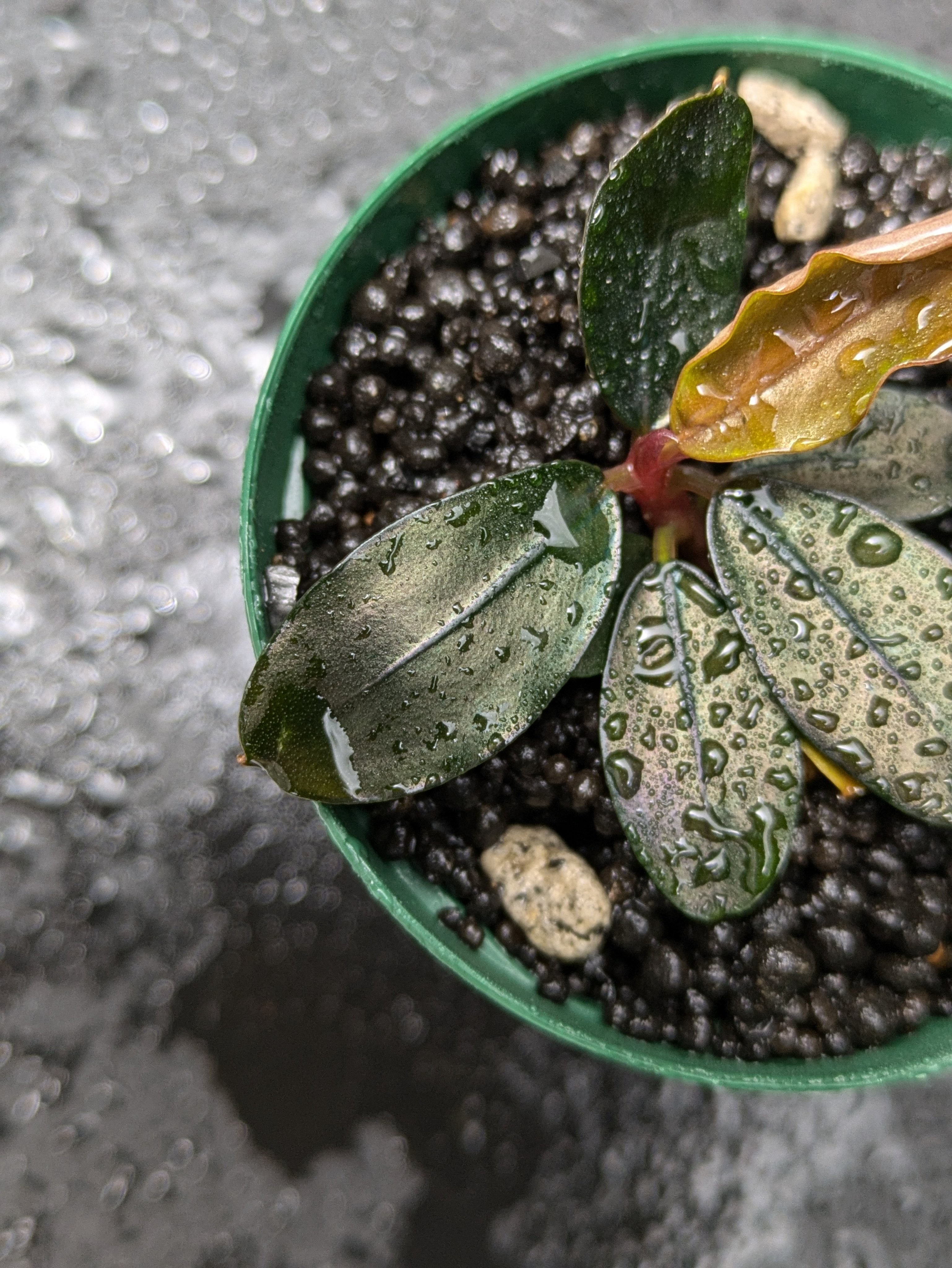 ブセファランドラソルディデュラブルー④ Bucephalandra