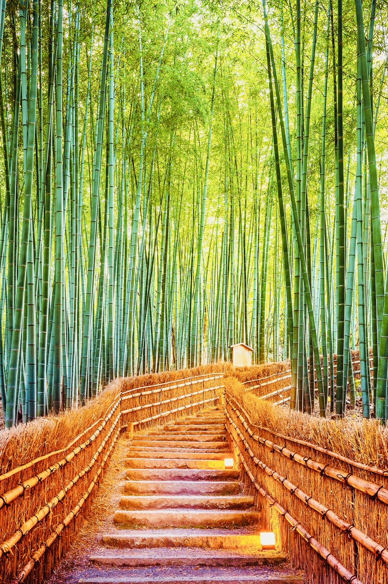 Bamboo Forest, Kyoto, Japan 🇯🇵