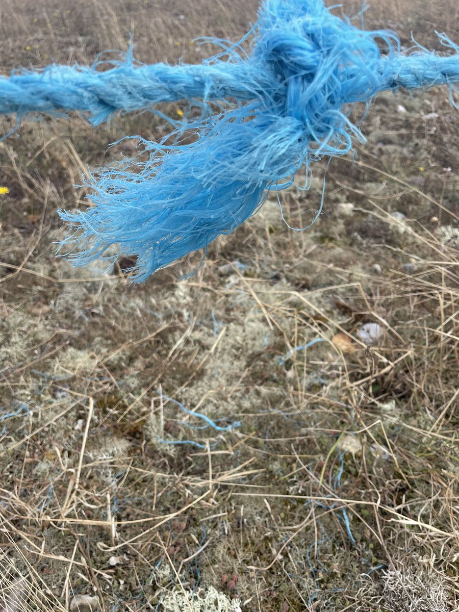 Judith Shallow tweet media