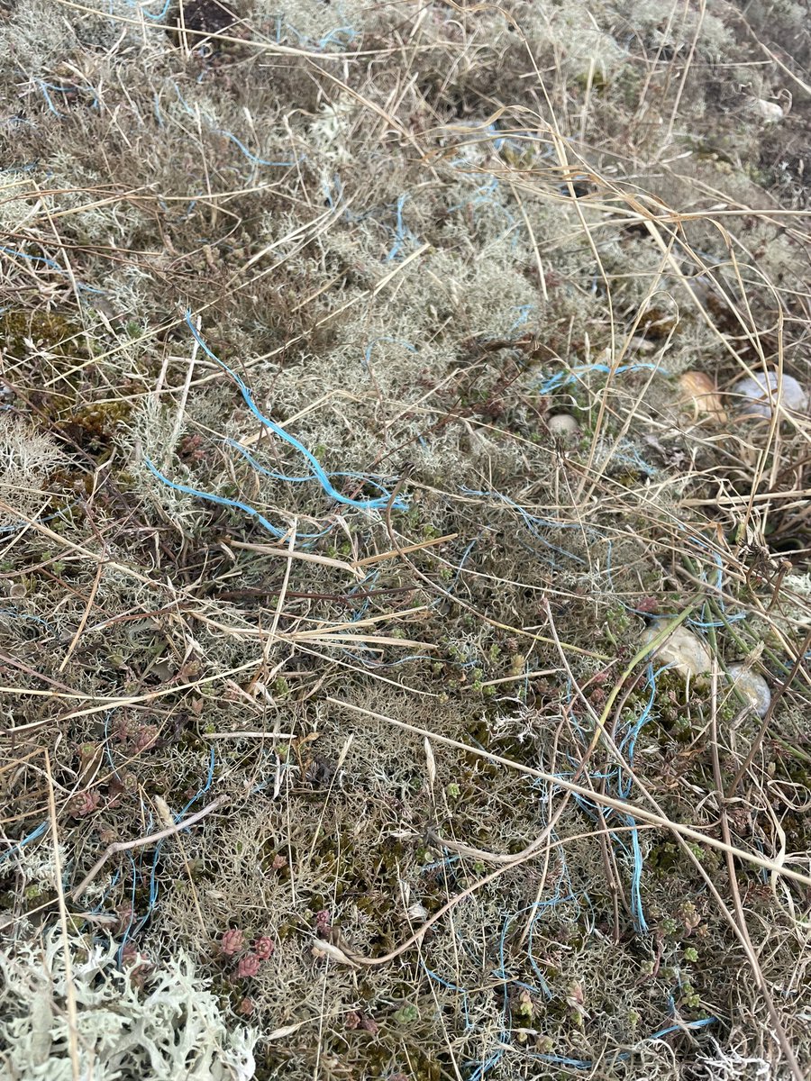 Judith Shallow tweet media