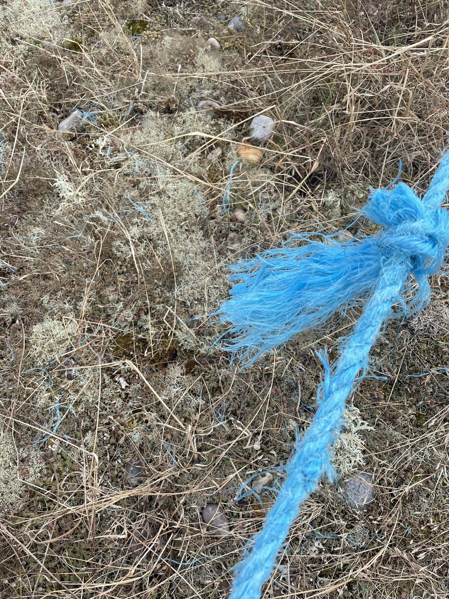 Judith Shallow tweet media