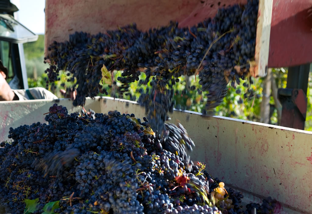 VisitTuscany's tweet photo. #September #InTuscany Fewer crowds, mild weather &amp; grape harvest! 🍇🍷 Play outdoor activities, visit wineries, relax in the spas or explore the islands: 4 ideas to #enjoyit at #best https://t.co/v1DgLeFsen

Ph. Nature - https://t.co/jbTpJ3Fi4j https://t.co/P13RWlGdsQ