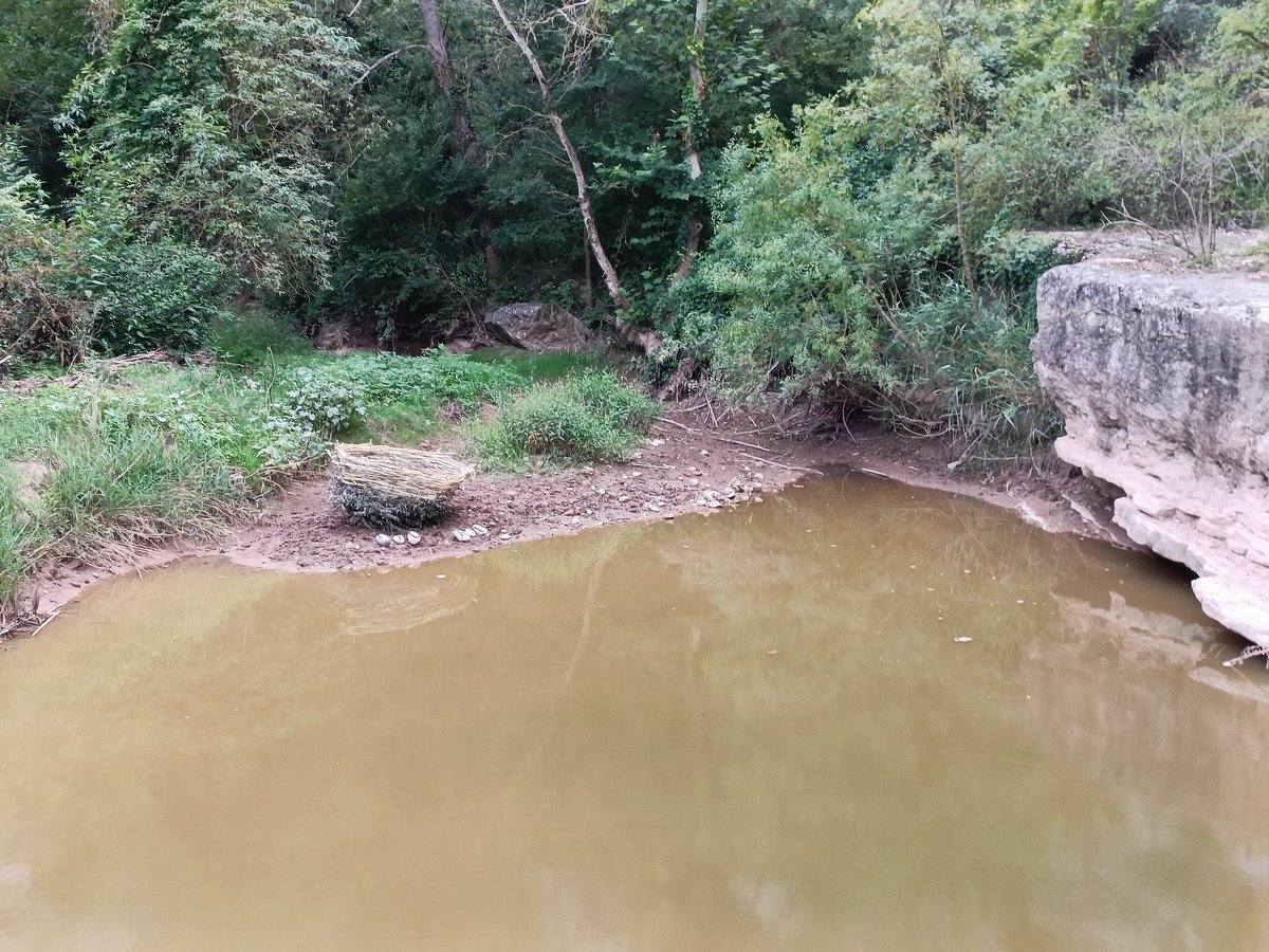 Oriol Gasulla tweet media