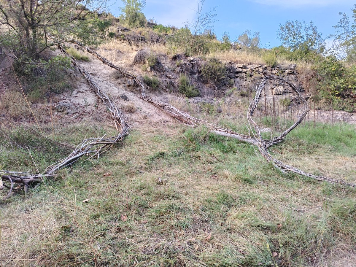 Oriol Gasulla tweet media