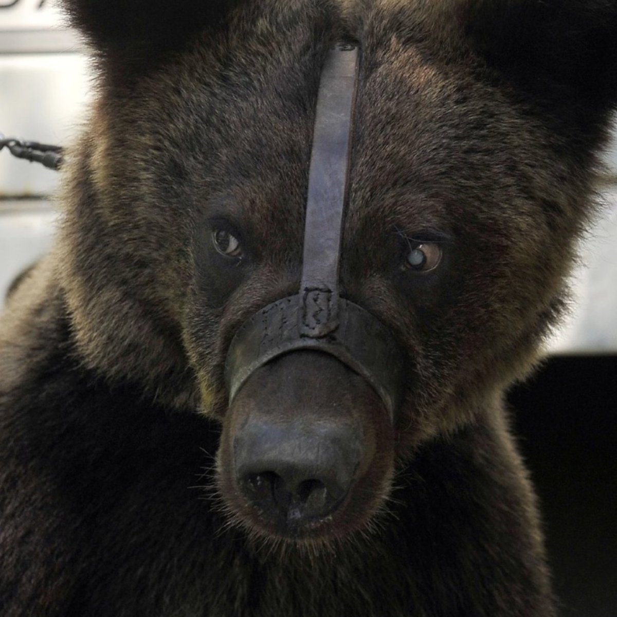 Selfies with bears in chains or petting lion cubs? 🐻🦁❌💔
Animal welfare should not stop on holiday! Animals should be seen in the wild or in true animal sanctuaries.🐾 More information can be found here ➡️ brnw.ch/21wMe2d 

📸 FOUR PAWS | Mihai Vasile