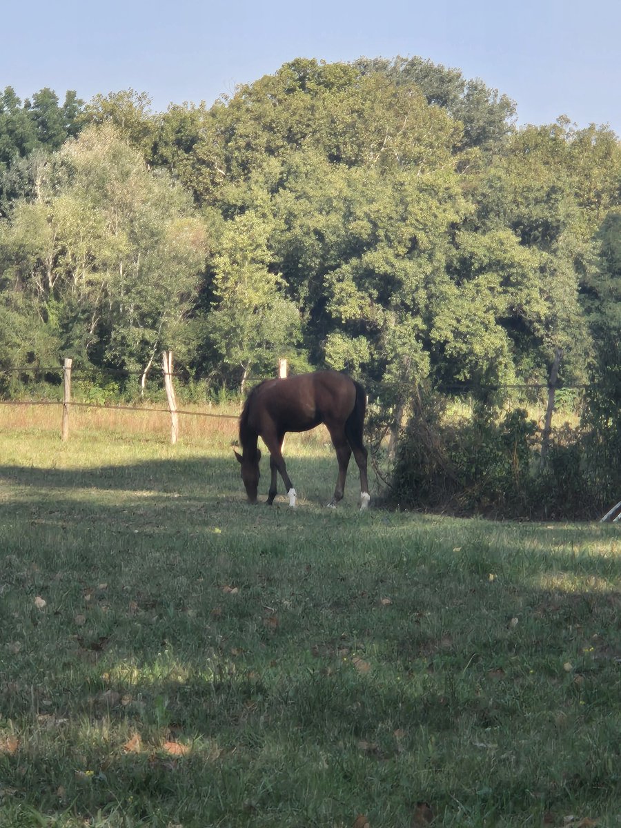 Najljepši dio Jaruna ❤️🐎