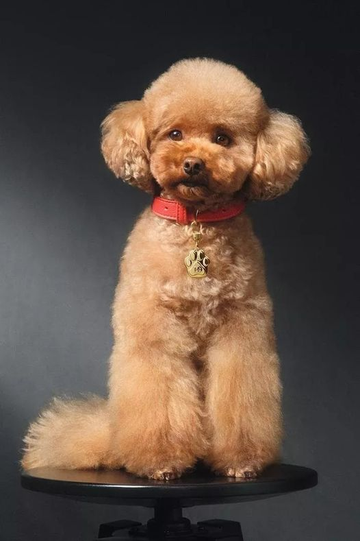 "THE UNDERDOG"?!?  (Mutatis mutandis)
Arriva Fefé, il profumo per cani di Dolce&amp;Gabbana. La maison lancia una mist profumata per gli amici a 4 zampe (approvata dai veterinari) ispirata all’adorato cagnolino di Domenico Dolce.
(La Repubblica)
Alle 20 ultima puntata di #blob1984