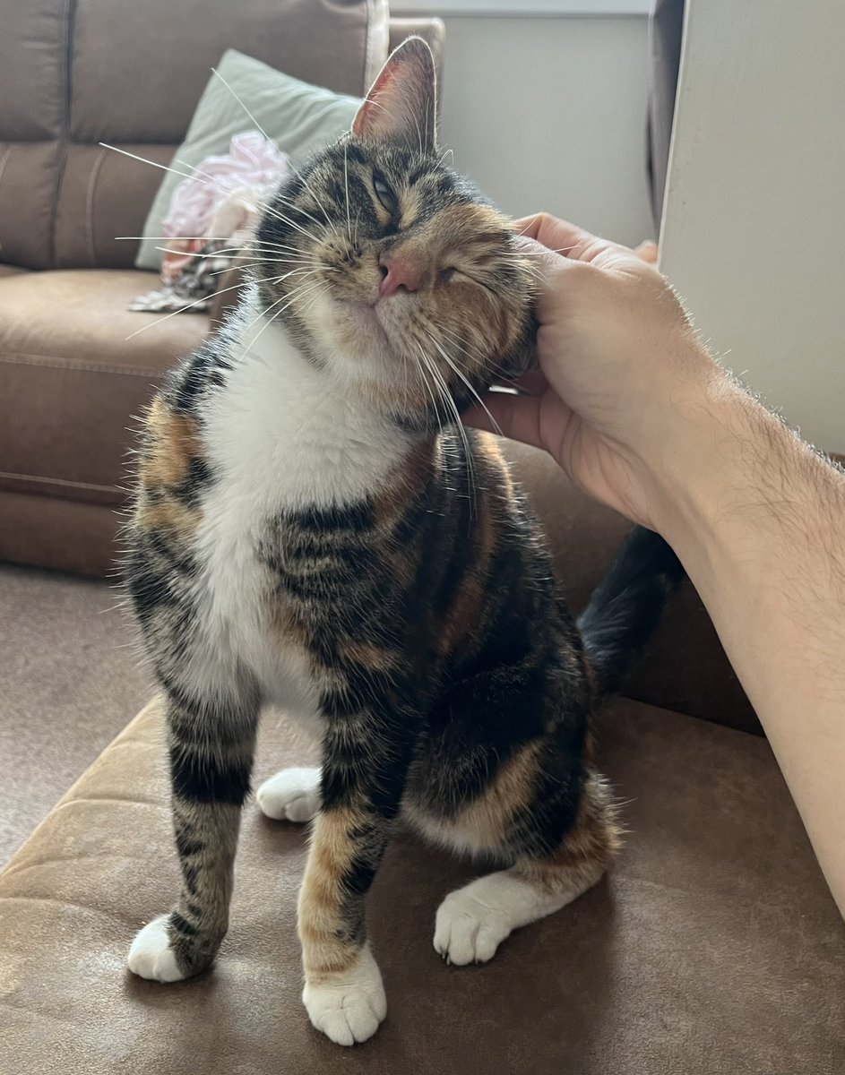 kld934's tweet image. Felt like my luck has been in lately. Bagged Oasis tickets and my cat that has been missing for a month is home! 
She brought me back down to earth when she shit in the house though 🥲 Nice one love!