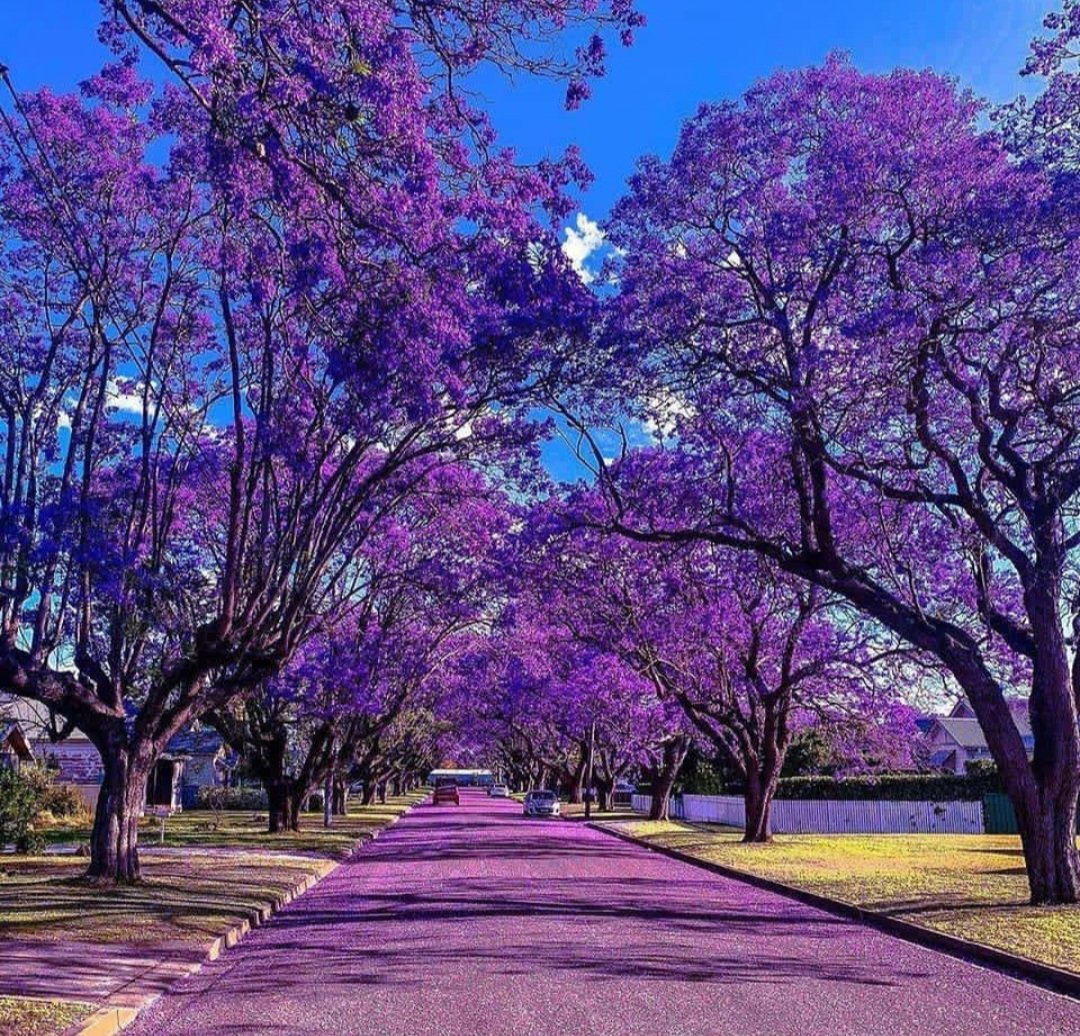 nigeljunior60's tweet image. During your school time. Blooming jacaranda trees reminds you of what?