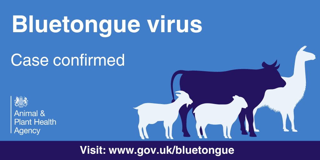 Further cases of #bluetongue BTV3 have been confirmed in Norfolk and Suffolk. In response, the TCZ has been replaced with a Restricted Zone around the counties of Norfolk and Suffolk. See GOV.UK for more info: gov.uk/bluetongue
<a href="/NFUtweets/">National Farmers' Union</a> <a href="/TheAHDB/">AHDB</a>