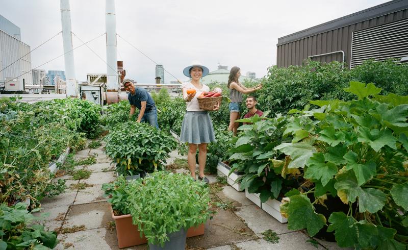 EcoFlip55762's tweet image. In cities like Singapore and Toronto, rooftop gardens are not just beautifying urban areas but also combating the heat island effect, cooling buildings naturally while purifying the air. Let’s make our city skylines lush and vibrant with green roofs. Be part of the #Ecosolution