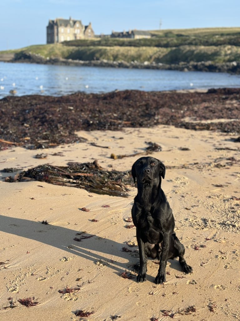 dunloy1's tweet image. #shewore #cosb