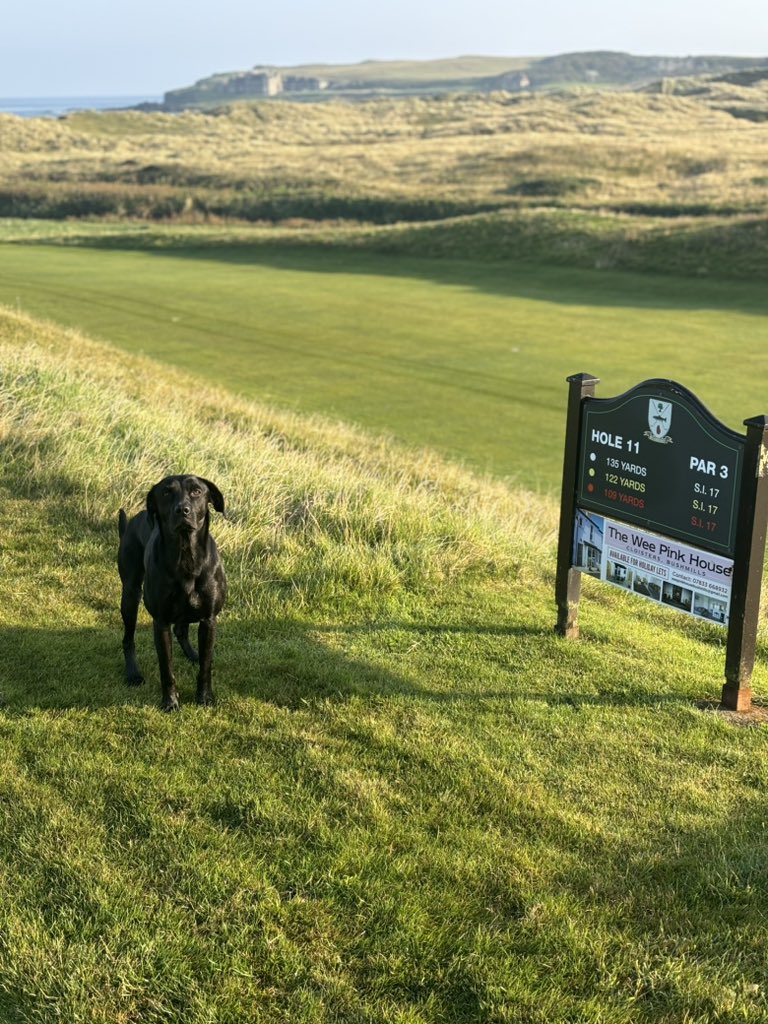 dunloy1's tweet image. #shewore #cosb