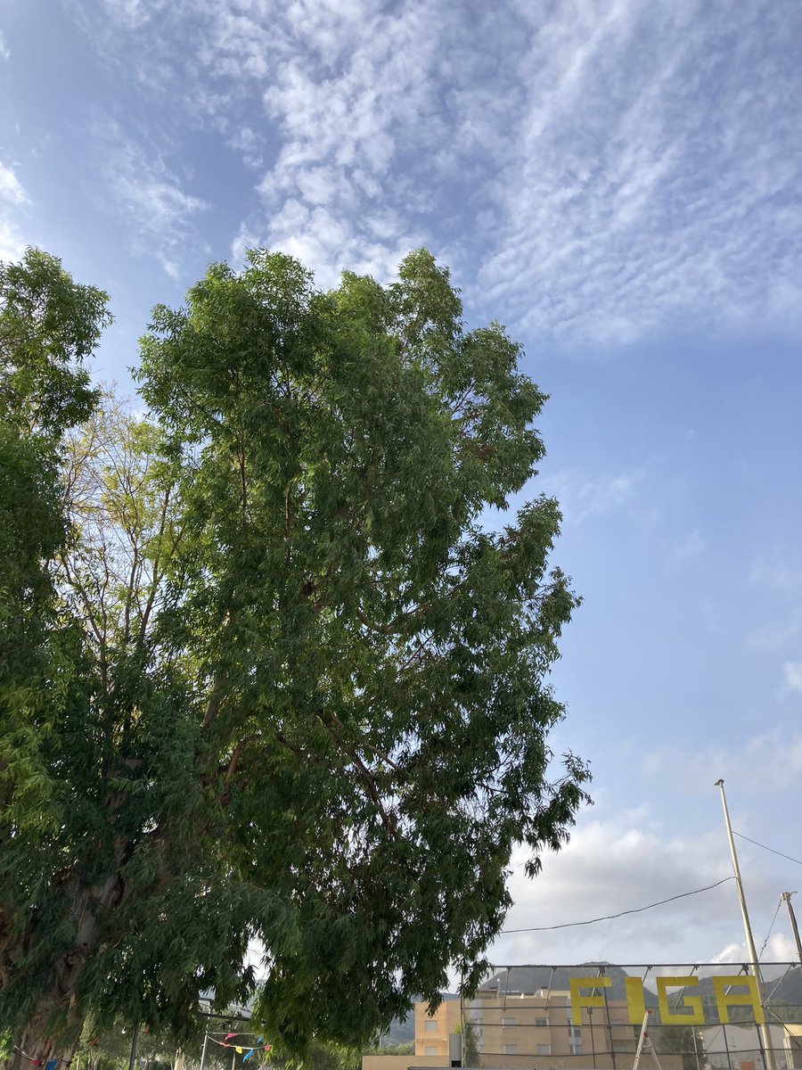 Bon dia #FIGA24 ☀️