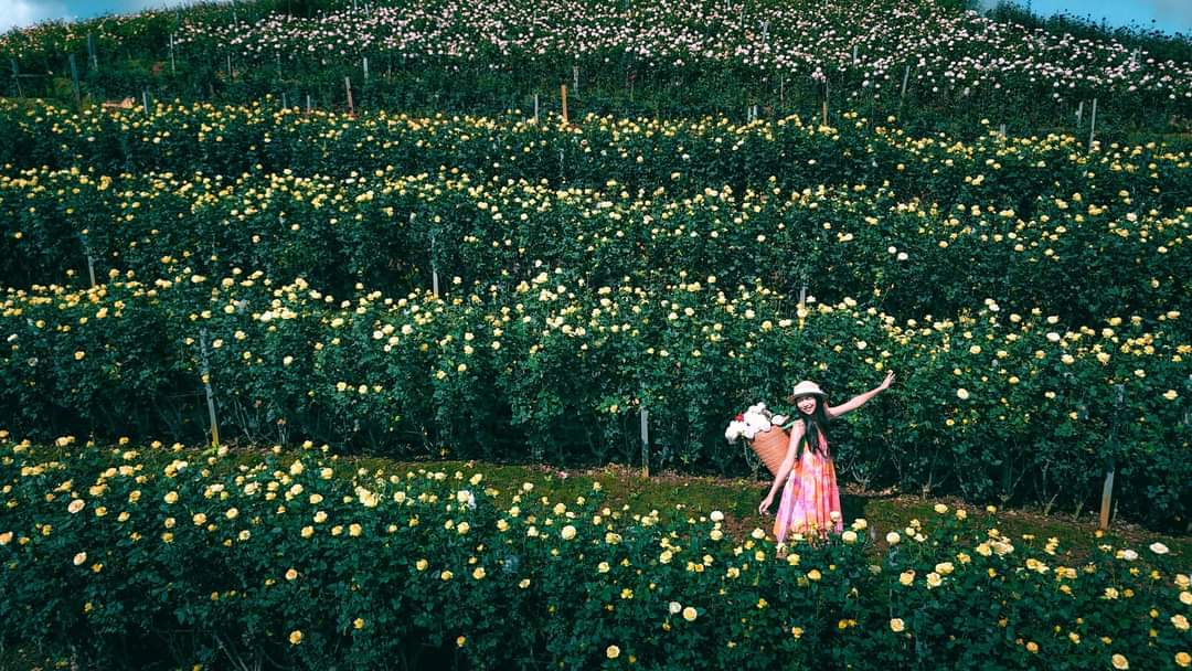 monderlustbkk's tweet image. กุหลาบ🌹บานสะพรั่งแล้ว‼️ ที่ แม่ริม
&quot;สวนกุหลาบโรแมนติก ชิดขอบฟ้า&apos;
.
.
.
#เที่ยวเชียงใหม่  #เชียงใหม่  #ถ #สวนดอกไม้เชียงใหม่ #สวนดอกไม้แม่ริม
#monderlust